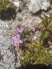 Primula angustifolia