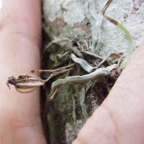 Dendrophylax barrettiae