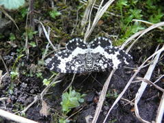 Rheumaptera hastata