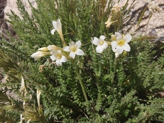 Polemonium brandegeei