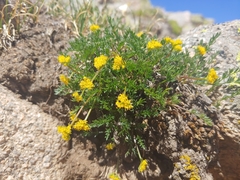 Oreoxis alpina