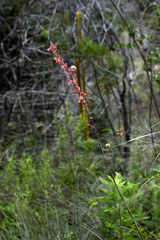 Hesperaloe parviflora