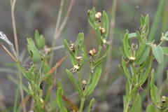 Spigelia hedyotidea