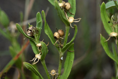 Spigelia hedyotidea
