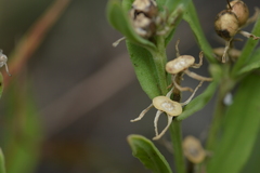 Spigelia hedyotidea