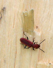 Cucujus haematodes