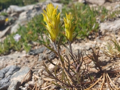 Castilleja puberula
