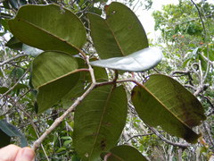 Eugenia lamprophylla