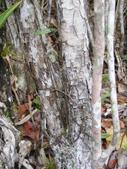 Eugenia lamprophylla