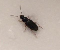 Stenolophus ochropezus