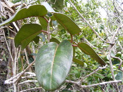 Eugenia lamprophylla