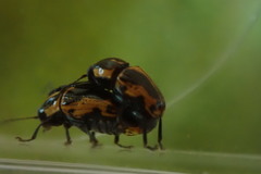 Cryptocephalus castaneus