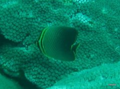 Chaetodon baronessa
