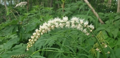 Actaea simplex