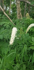 Actaea simplex
