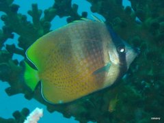 Chaetodon kleinii