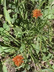 Agoseris aurantiaca