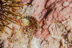 Notoclinops segmentatus