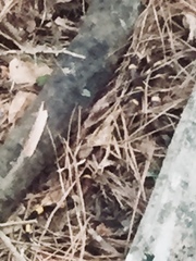 Micrurus tener tener