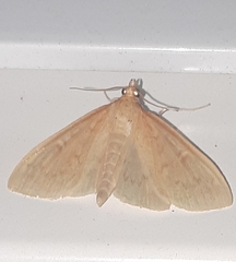 Framinghamia helvalis
