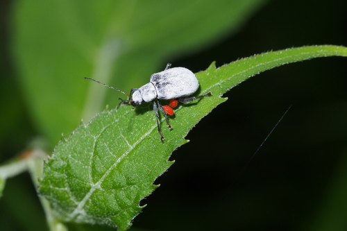 Fidia atra (Fidia atra)