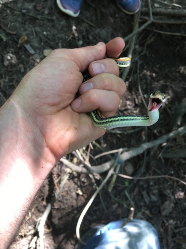 Western Ribbon Snake (Thamnophis proximus), a species recorded in Texas