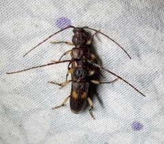 Tylonotus bimaculatus