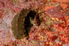 Bellapiscis lesleyae