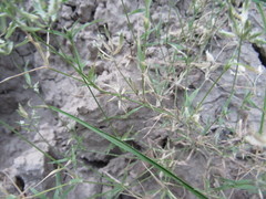 Eragrostis reptans