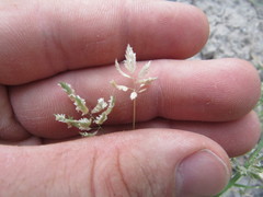 Eragrostis reptans