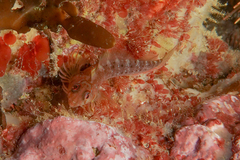 Notoclinops yaldwyni