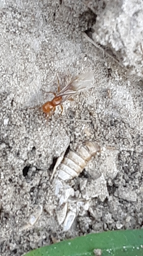 Western Citronella Ant photo 5