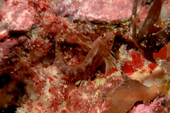 Notoclinops yaldwyni