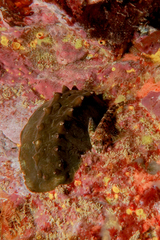 Bellapiscis lesleyae