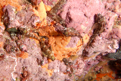 Bellapiscis lesleyae