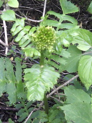 Packera sanguisorbae