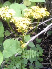 Packera sanguisorbae