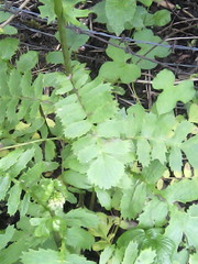 Packera sanguisorbae