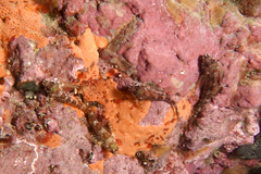 Bellapiscis lesleyae