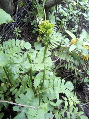 Packera sanguisorbae