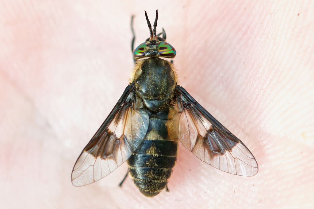 Bothersome Deer Fly