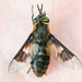 Chrysops excitans - Photo (c) Owen Strickland, some rights reserved (CC BY-NC), uploaded by Owen Strickland