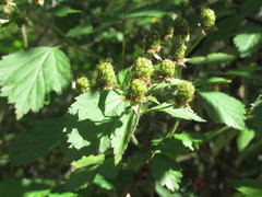 Rubus polonicus