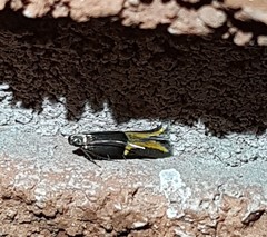 Enchrysa dissectella