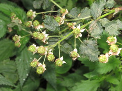 Rubus polonicus