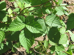 Rubus polonicus