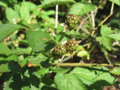 Rubus polonicus