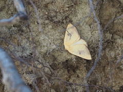 Hesperumia fumosaria