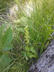 Platanthera huronensis