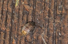 Amblycerus
